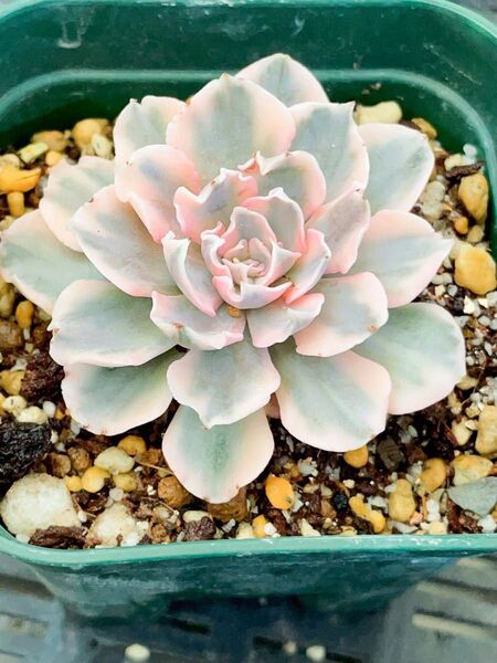 Echeveria swan lake錦 多肉植物 エケベリア 超レア 抜き苗