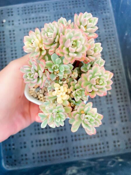 ジョイスタロック錦 バラバラ苗 足長 多肉植物 写真全部 抜き発送 大量
