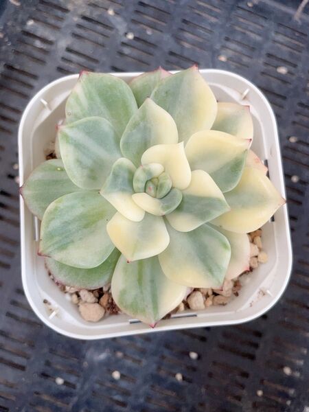 シャルモン錦 7CM容器 超美斑入り 抜き苗発送 多肉植物 エケベリア レア
