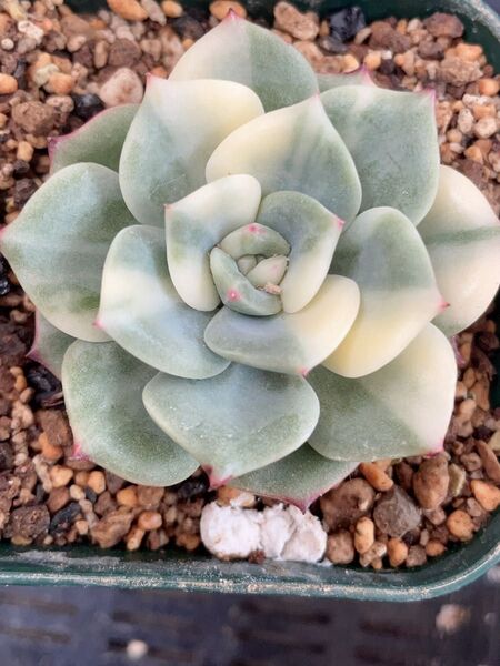 シャルモン錦 7CM容器 超美斑入り 抜き苗発送 多肉植物 エケベリア レア