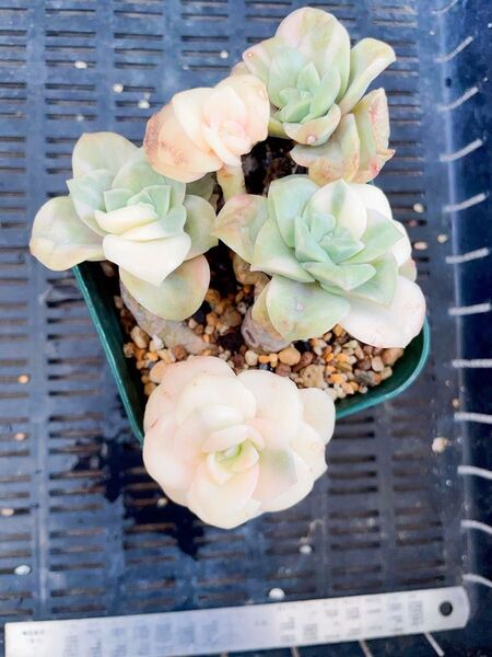 ラブリーローズ錦 白斑入り 群苗 多肉植物 エケベリア 抜き苗発送