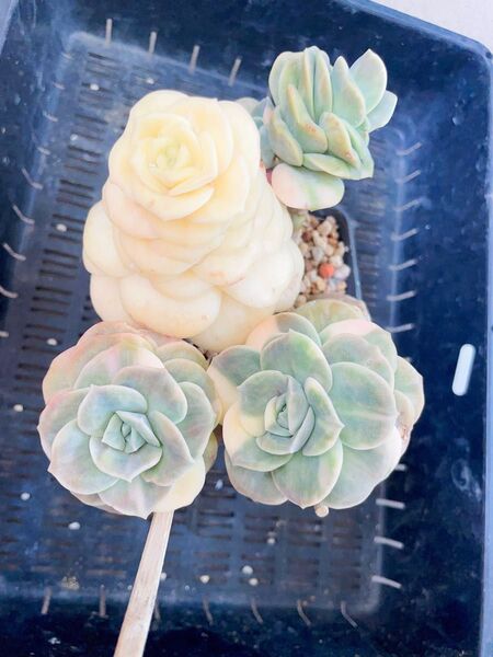 ラブリーローズ錦 古株 五頭は斑入り 群苗 多肉植物 エケベリア