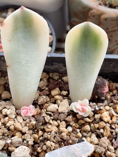 多肉植物 タイニーバーガー錦 二枚 抜き発送