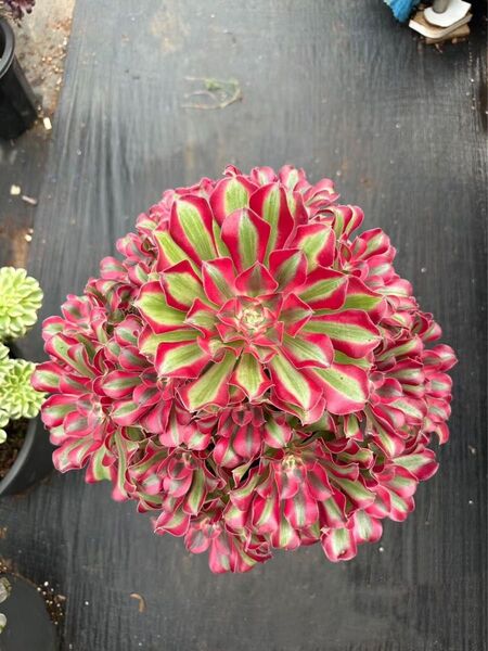 多肉植物 七彩石異変種錦 アエオニウム 出品は写真ニの単頭抜き苗一つです