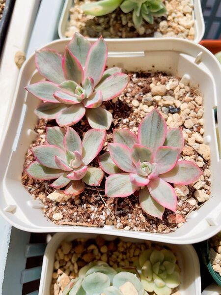 ヘラ錦/Echeveria hera錦 多肉植物 エケベリア 綺麗な色斑入り7CM容器から一つ抜き発送致します