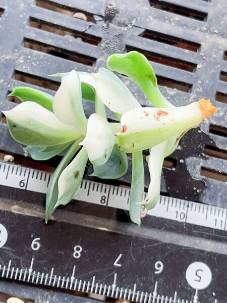 ツナミ錦 成長点美斑入り有 多肉植物 エケベリア カット苗