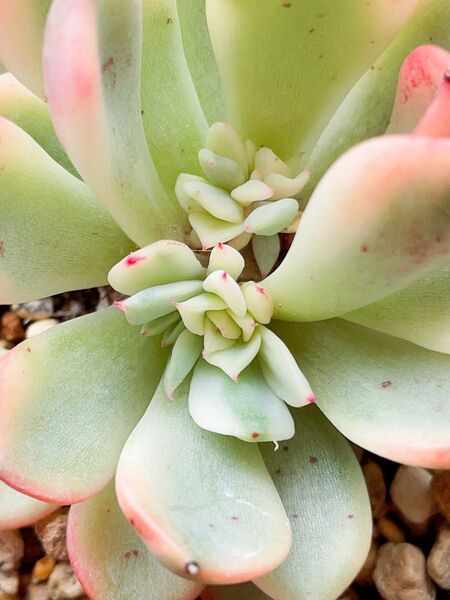 ギルバのバラ錦 レア 多肉植物 エケベリア 覆輪 抜き苗発送 摘心株