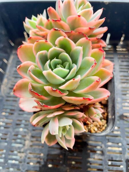 ピンクベイル錦 抜き苗 古株 頭沢山 多肉植物 エケベリア