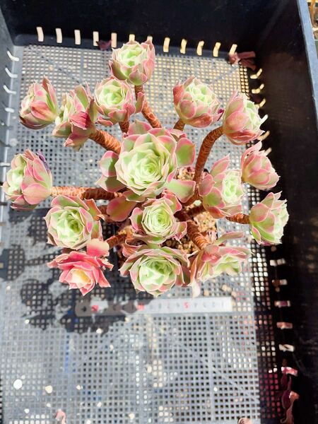 多肉植物 アエオニウム 白鳳法師錦 10数頭 大古株 抜き苗発送 ブーケ