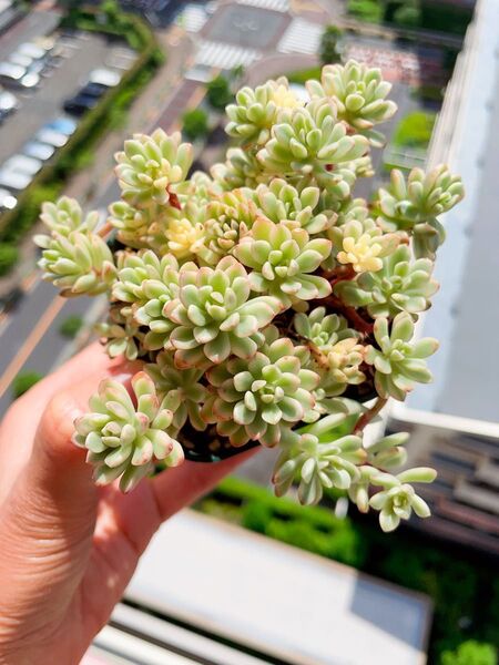 ジョイスタロック錦 バラバラ苗 足長 多肉植物 写真全部 抜き発送 7CM容器
