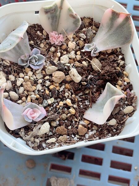 ポルックス錦 五枚 美斑入り 多肉植物 抜き発送