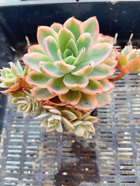 ピンクベイル錦 抜き苗 古株 頭沢山 多肉植物 エケベリア
