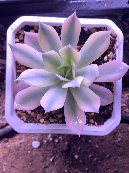 薄い葉タイプ ブルーバード錦 覆輪 エケベリア レア 多肉植物 抜き発送 7CM容器