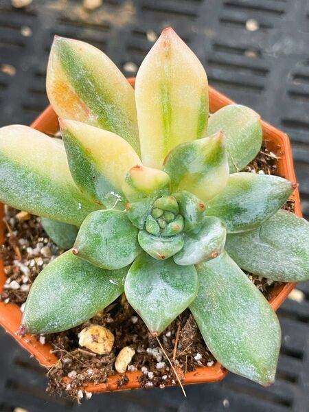 厚葉タイプ ブルーバード錦 覆輪 エケベリア レア 多肉植物 成長点斑入りあり 抜き発送