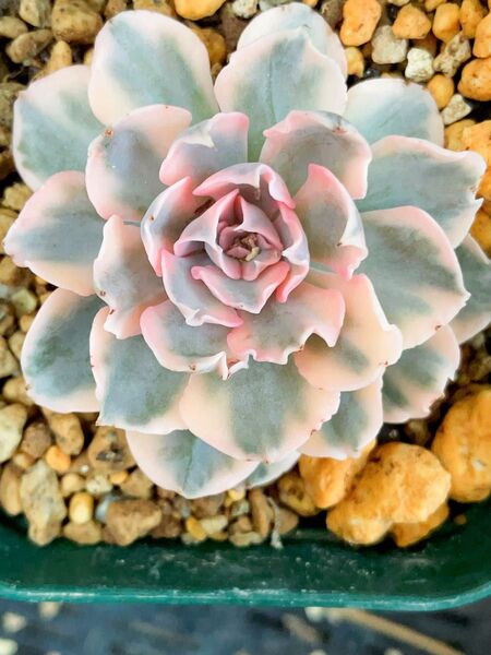 Echeveria swan lake錦 多肉植物 エケベリア 超レア 抜き苗