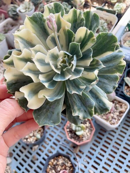 ツナミ錦 美斑入り 二枚目の摘心株出品 抜き苗発送 多肉植物