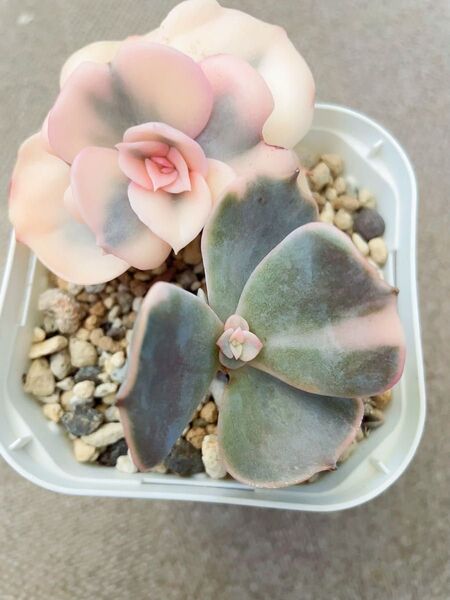 ポルックス錦 古株 1頭ピンク覆輪 抜き苗発送 三頭っ子 7CM容器 多肉植物