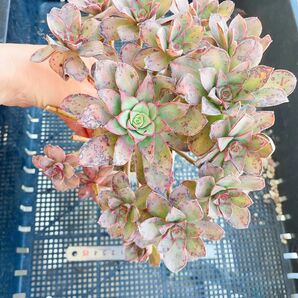 星晨(シン) 多肉植物 アエオニウム 抜き苗 多肉植物 古株群 足長