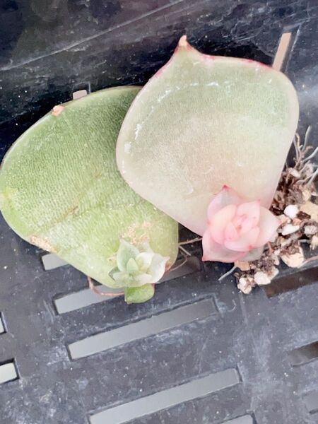 サファイア錦 多肉植物 抜き発送 2枚美斑入り