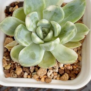 midas X水蓮錦 超レア 多肉植物 エケベリア 綺麗な色斑入り 抜き発送