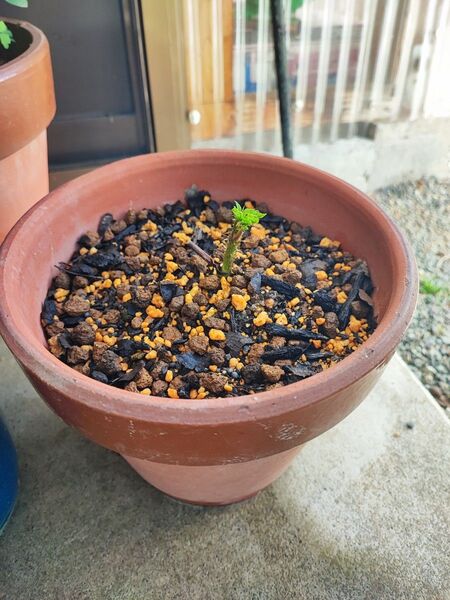 無農薬タラの芽苗
