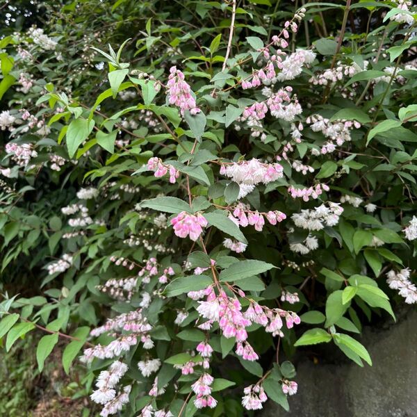更紗ウツギ 挿し木 15本+α