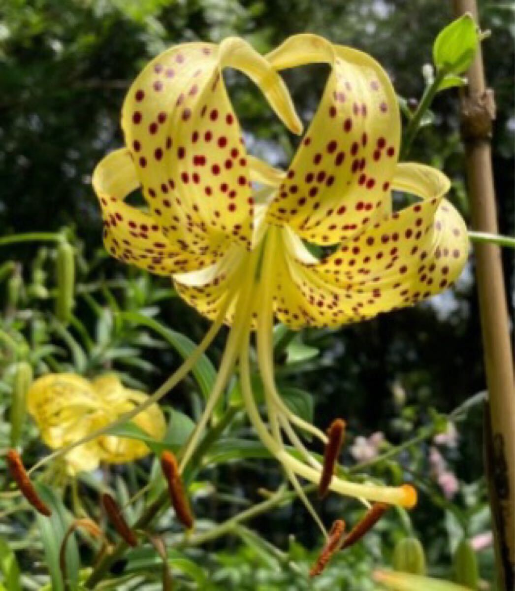 山野草　①　黄金オニユリ無点花（ピュアゴールド）　　ムカゴ　　４３個　　ピュアゴールド　　第四種２４０円発送 変種 黄金オニユリ 無点花 ピュアゴールド ムカゴ 10個 山野草