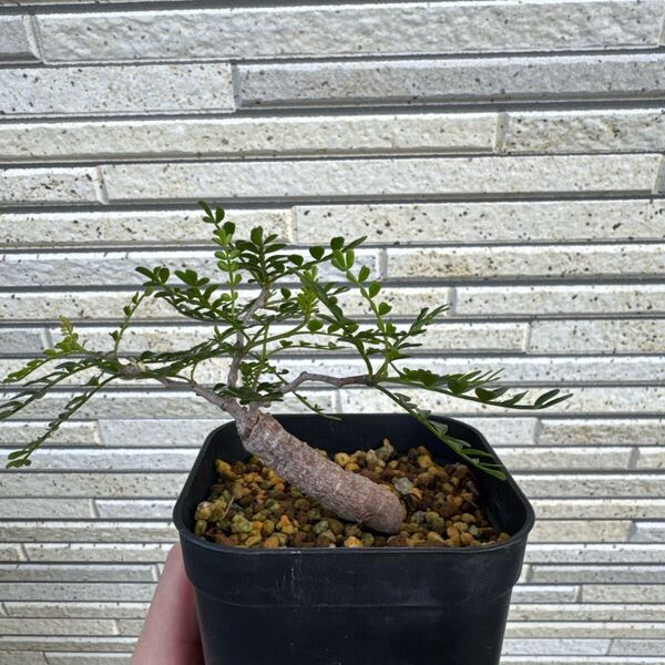 パキプス 根挿し 抜き苗発送 オペルクリカリアパキプス 塊根植物 コーデックス