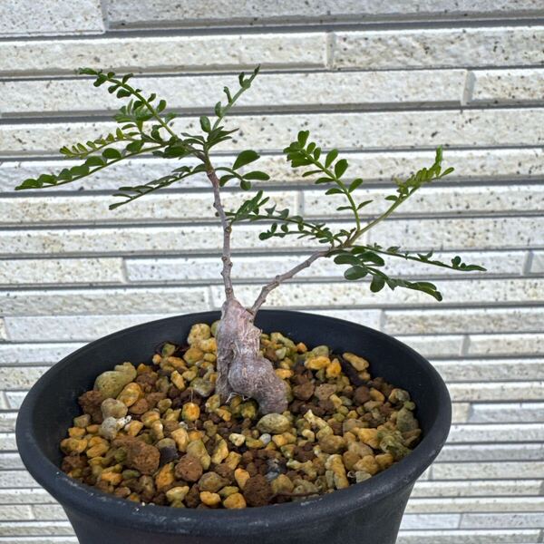 パキプス 根挿し 抜き苗発送 オペルクリカリアパキプス 塊根植物 コーデックス 2