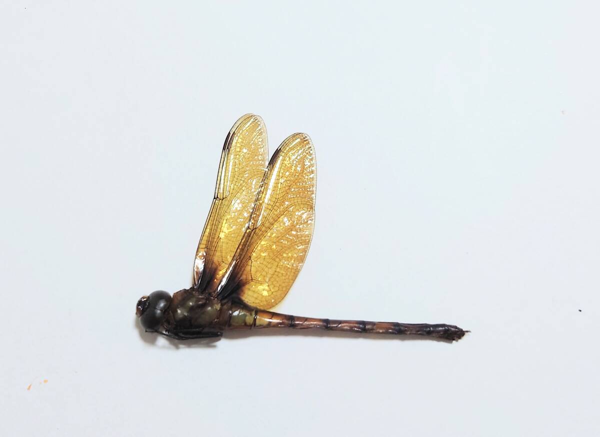 標本箱　トンボ　⑭ 全品送料無料】 標本箱 トンボ ⑭ 昆虫用品 標本用品 - 標本用品
