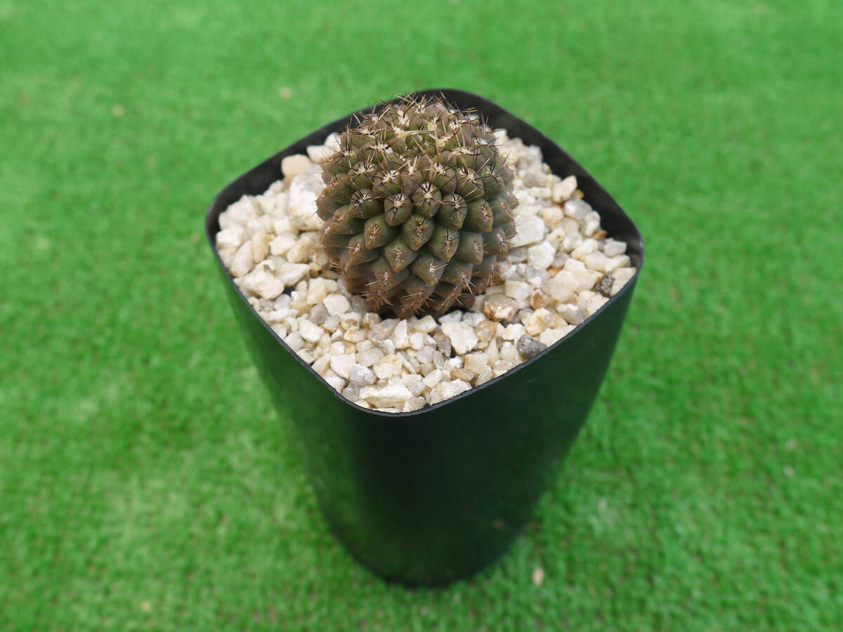 エリオシケ　ナピナ　コピアポア Eriosyce napina エリオシケ ナピナ サボテン | plants MARU ー