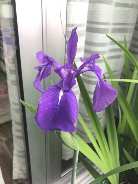 【カキツバタ】小苗 抜き苗 杜若【水生植物】A