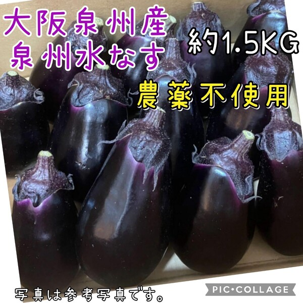大阪泉州産 泉州水なす 水茄子 茄子 約1.5kg 農薬不使用