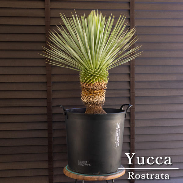 国産 ユッカ ロストラータ Rostrata 10号 細葉タイプ 庭木 観葉植物 ドライガーデン 0719BK