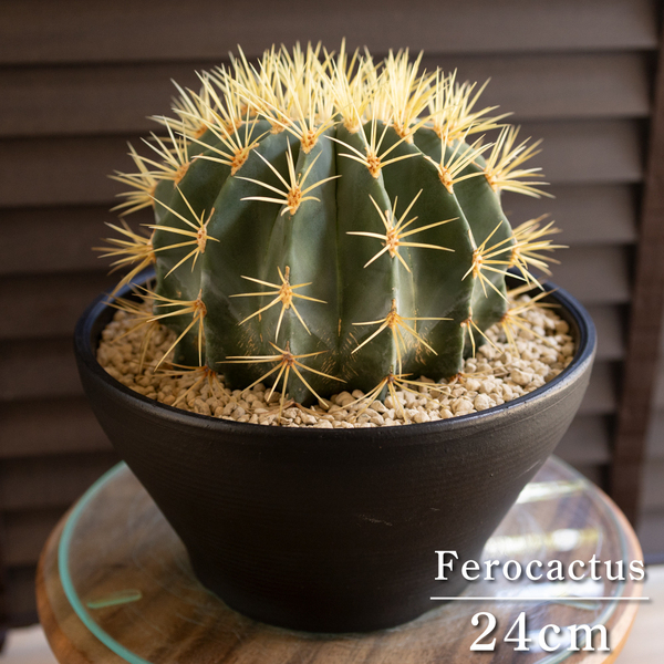 【発根済】24cm 王冠竜 フェロカクタス ブルーバレルカクタス サボテン 7号 ドライガーデン 0724BK