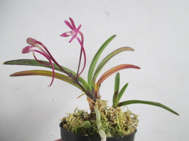 富貴蘭 花王殿(紺覆輪の濃色赤花)開花中 Yahoo!オークション -「富貴蘭 赤花」の落札相場・落札価格
