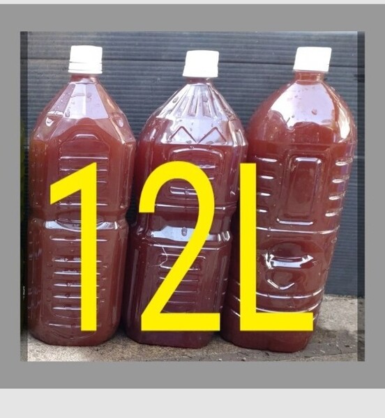 激安。濃厚 PSB(光合成細菌) 12L。メダカ 金魚 ゾウリムシ 青水 ミジンコ 針子 餌