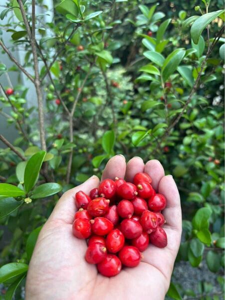 No.3数量限定・シダーベイチェリー(Cedar Bay Cherry)種子【5粒】熱帯果樹、観葉植物、トロピカルフルーツ