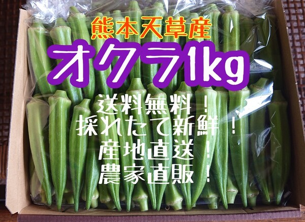 《即購入OK》熊本県産オクラ1kg(80本くらい)