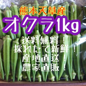 《即購入OK》熊本県産オクラ1kg(80本くらい)