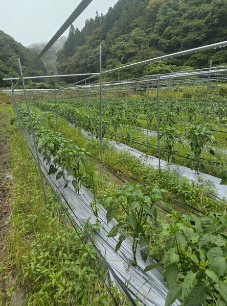 ピーマン 1キロ 無農薬有機栽培 愛媛県内子町産