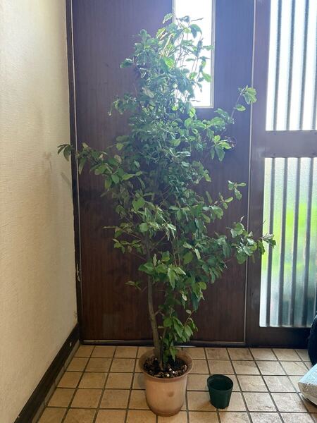 グミの木 特大取木苗 開花結実株
