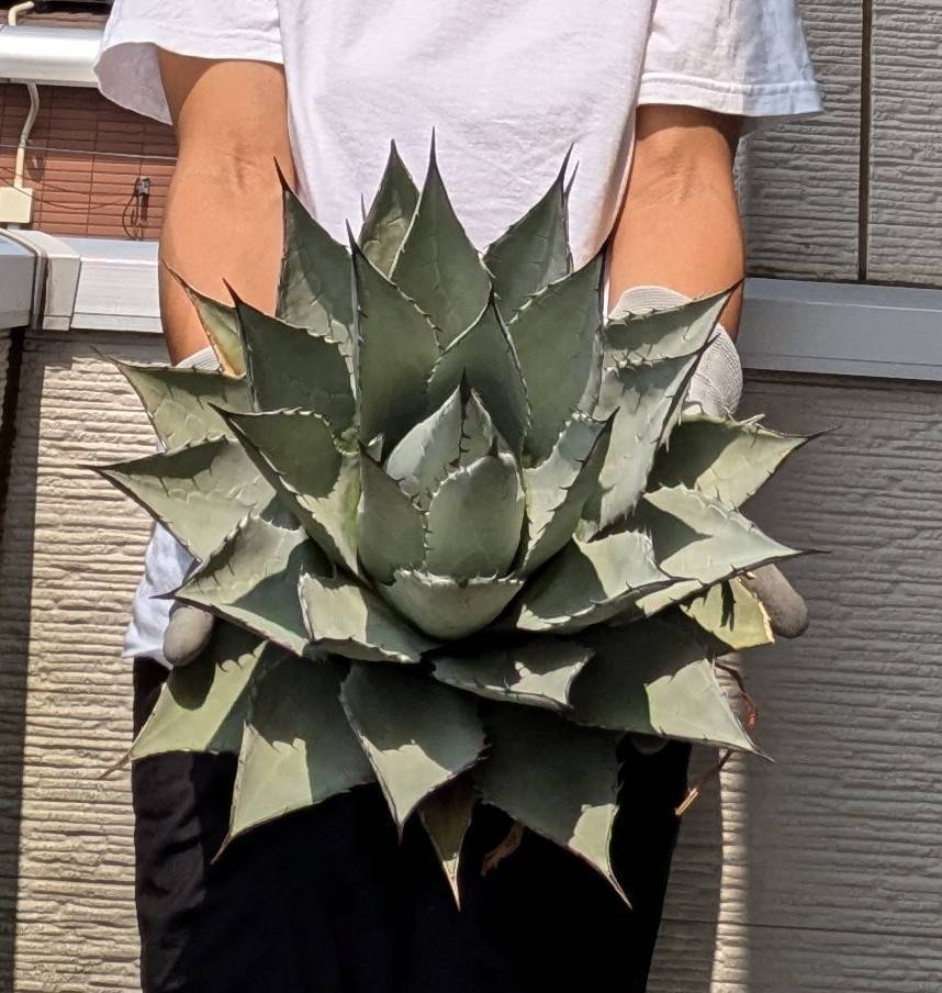 アガベ　トランカータ　ハイブリッド　大株　美株　パリ―　ネオメキシカーナ　吉祥天 アガベ トランカータ ハイブリッド 大株 美株 パリ― ネオ