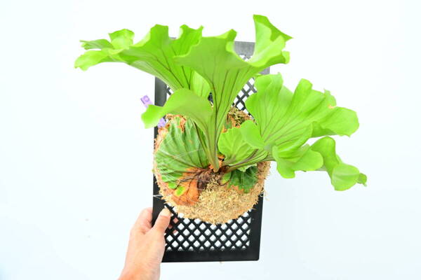 P.ridleyi 'Monkey King' TC大株 @ビカ森wife 送料無料(出品者負担) リドレイモンキーキング ビカクシダ