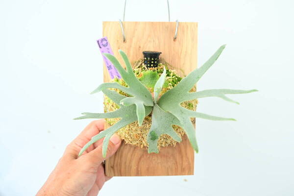 P.willinckii 'Bacteria' spored① @ビカ森wife 送料無料(出品者負担) ウィリンキーバクテリア ビカクシダ