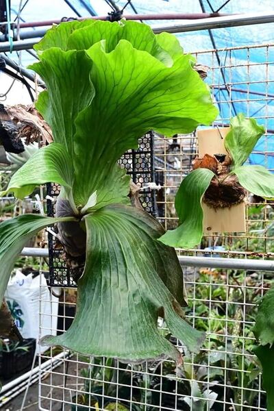 P.Neptune (stemaria x elephantotis)pup② @ビカ森wife 送料無料(出品者負担) ネプチューン ビカクシダ
