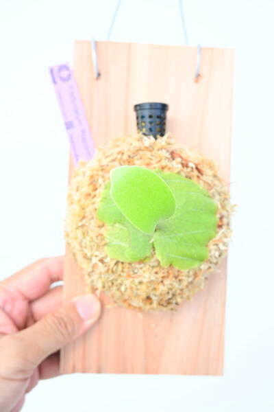 P.bifurcatum 'Popcorn' TC② @ビカ森wife @ビカ森wife 送料無料(出品者負担) ポップコーン ビカクシダ