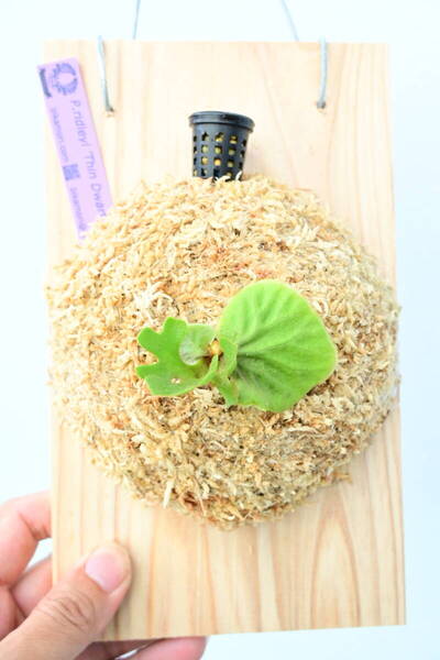 P.ridleyi 'Thin Dwarf Silvery' TC① @ビカ森wife 送料無料(出品者負担) シンドワーフシルベリー ビカクシダ