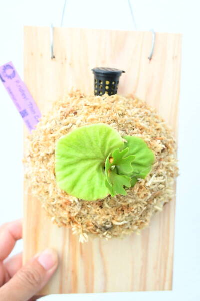 P.ridleyi 'Thin Dwarf Silvery' TC② @ビカ森wife 送料無料(出品者負担) シンドワーフシルベリー ビカクシダ