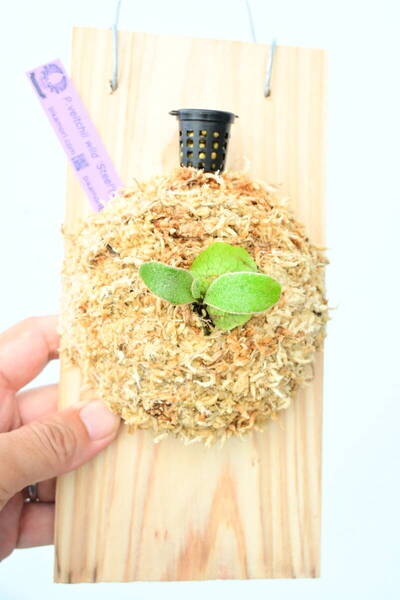 P.veitchii wild 'Steel'(vp#0) spored① @ビカ森wife 送料無料(出品者負担) ビーチーワイルドスチール ビカクシダ